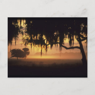 USA, Florida, Lake Kissimmee. Silhouette bei Sonne Postkarte