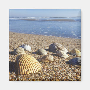 USA, Florida, Muscheln an der Küste Magnet