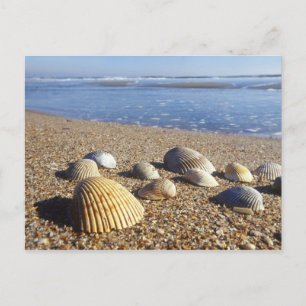 USA, Florida, Muscheln an der Küste Postkarte