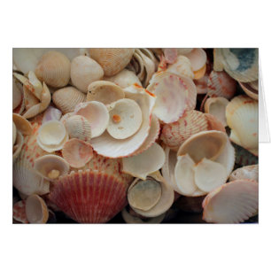 USA, Florida. Nahaufnahme von Muscheln auf Santa R