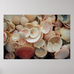 USA, Florida. Nahaufnahme von Muscheln auf Santa R Poster