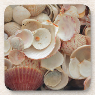 USA, Florida. Nahaufnahme von Muscheln auf Santa R Untersetzer