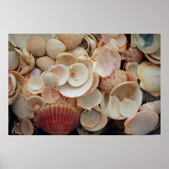 USA, Florida. Nahen Muscheln auf Santa Rosa Poster (Vorne)