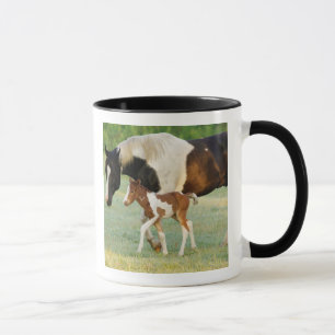 USA, Florida, neugeborenes Paint-Fohlen Tasse