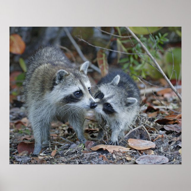 USA, Florida, Sanibel, Ding Darling National Poster (Vorne)