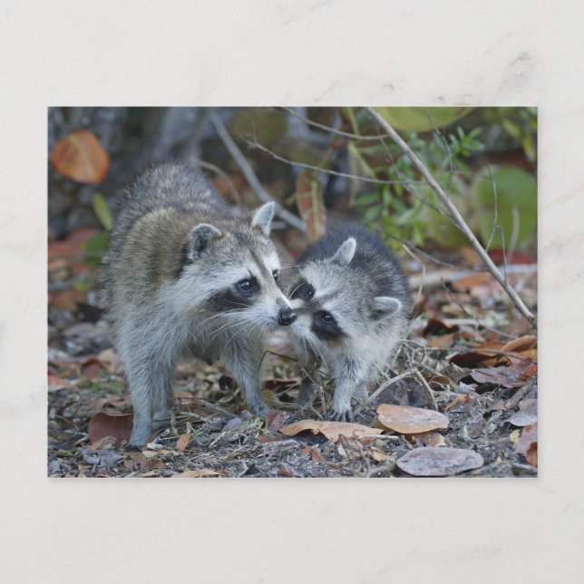 USA, Florida, Sanibel, Ding Darling National Postkarte (Vorderseite)