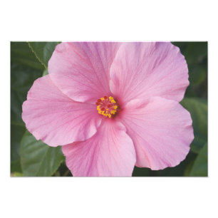USA, Florida, Sanibel, Hibiskus Rose Fotodruck
