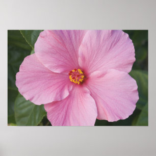 USA, Florida, Sanibel, Hibiskus Rose Poster