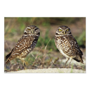 USA, Florida, Sanibel Island. Naher Fotodruck