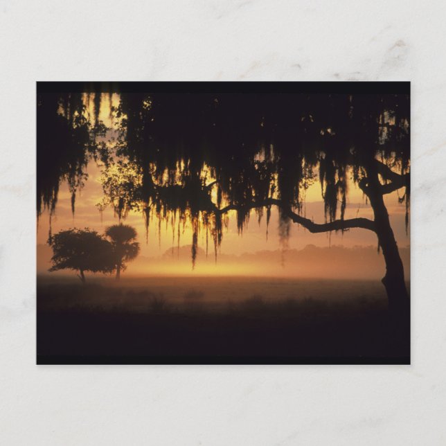 USA, Florida, See Kissimmee. Sunrise-Silhouette Postkarte (Vorderseite)