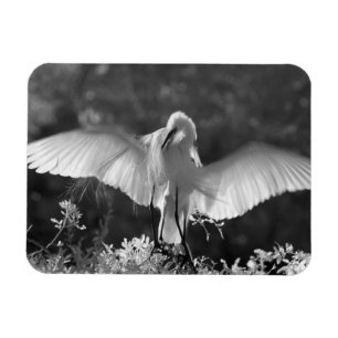 USA, Florida, Silberreiher (Ardea alba) Infrarot 2 Magnet