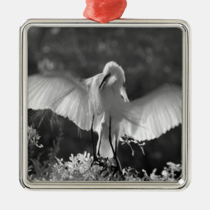 USA, Florida, Silberreiher (Ardea alba) Infrarot 2 Silbernes Ornament