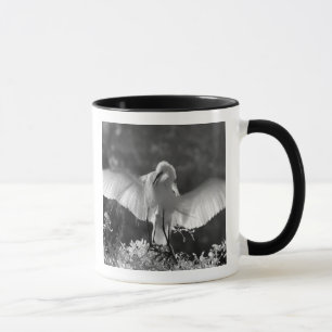 USA, Florida, Silberreiher (Ardea alba) Infrarot 2 Tasse