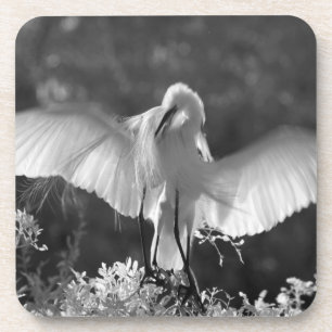 USA, Florida, Silberreiher (Ardea alba) Infrarot 2 Untersetzer