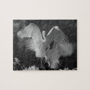 USA, Florida, Silberreiher (Ardea alba) Infrarot 3