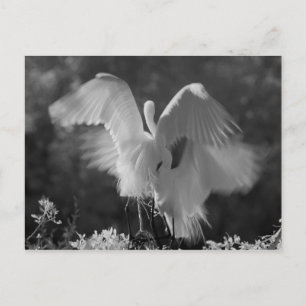 USA, Florida, Silberreiher (Ardea alba) Infrarot 3 Postkarte