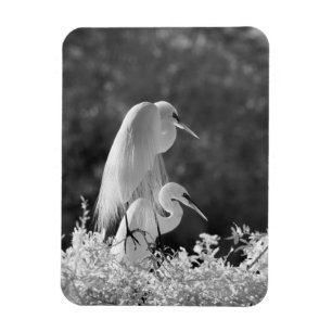 USA, Florida, Silberreiher (Ardea alba) Infrarot Magnet