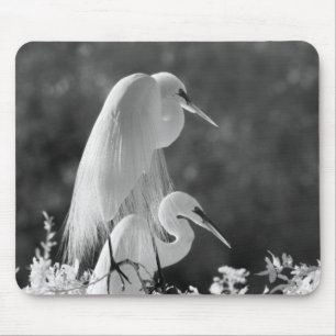 USA, Florida, Silberreiher (Ardea alba) Infrarot Mousepad