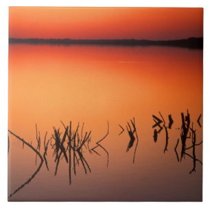 USA, Florida. Silhouetten toter Baumzweige Fliese