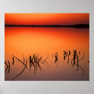 USA, Florida. Silhouettes of dead tree branches Poster