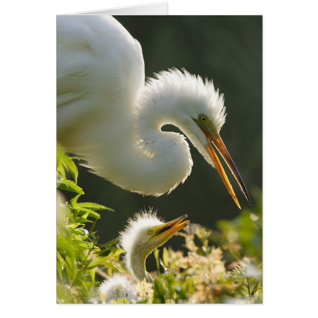 USA, Florida, St. Augustine, Alligator Farm (Vorne)