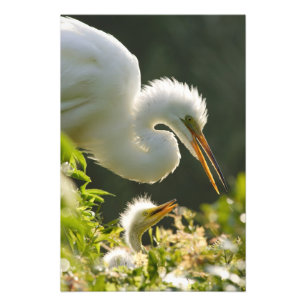 USA, Florida, St. Augustine, Alligator Farm Fotodruck