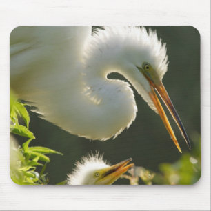 USA, Florida, St. Augustine, Alligatorfarm Mousepad