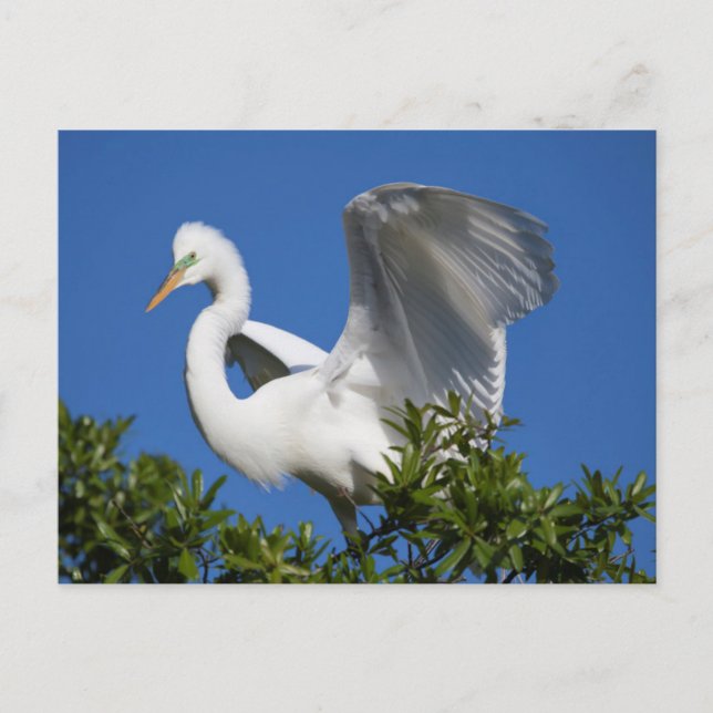 USA, Florida, St. Augustine, Egret Postkarte (Vorderseite)