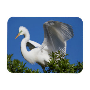 USA, Florida, St. Augustine, Silberreiher Magnet