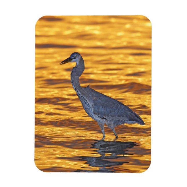 USA, Florida, St. Petersburg, Fort De Soto Park. Magnet (Vertikal)