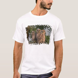 USA, Florida, Viera Wetlands. Drei gestreifte T-Shirt