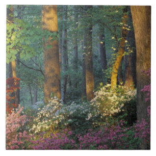 USA, Georgia, Callaway Gardens, Azaleenwald. Fliese