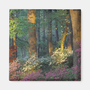 USA, Georgia, Callaway Gardens, Azaleenwald. Magnet