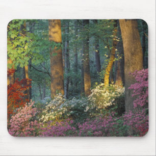 USA, Georgia, Callaway Gardens, Azaleenwald. Mousepad