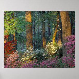 USA, Georgia, Callaway Gardens, Azaleenwald. Poster
