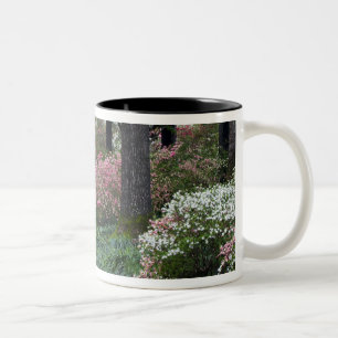 USA, Georgia, Callaway Gardens. Pfad Zweifarbige Tasse