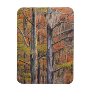 USA, Georgia, George Smith Staat Park, Cypress Magnet