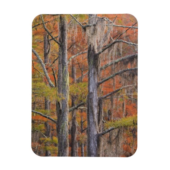 USA, Georgia, George Smith Staat Park, Cypress Magnet (Vertikal)