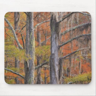 USA, Georgia, George Smith Staat Park, Cypress Mousepad