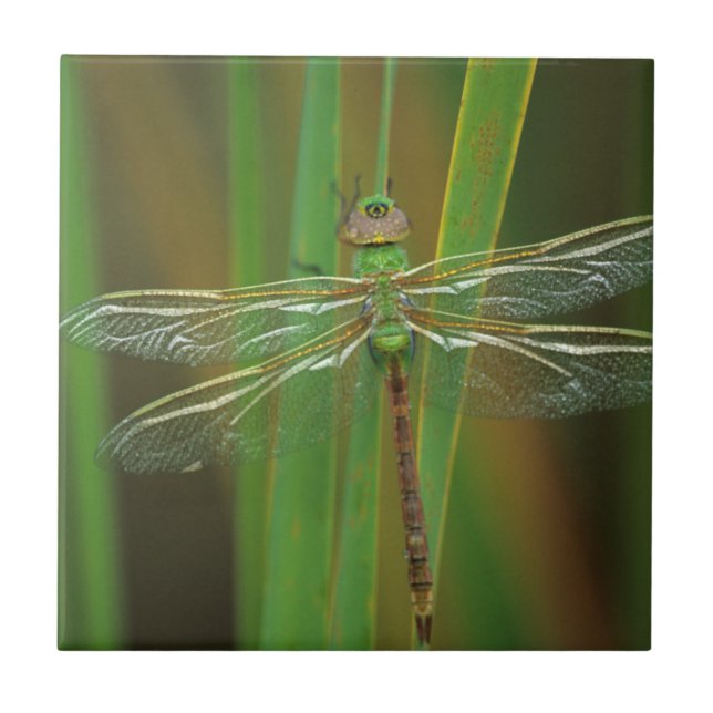 USA, Georgia. Green darner draquelly Fliese (Vorderseite)
