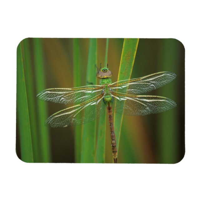 USA, Georgia. Green darner draquelly Magnet (Horizontal)