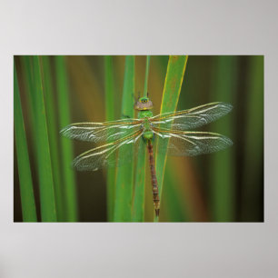 USA, Georgia. Green darner draquelly Poster