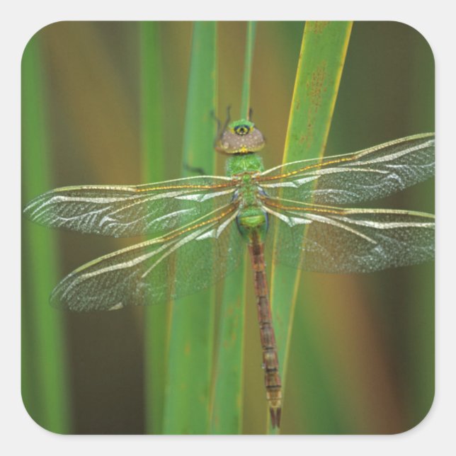 USA, Georgia. Green darner draquelly Quadratischer Aufkleber (Vorderseite)
