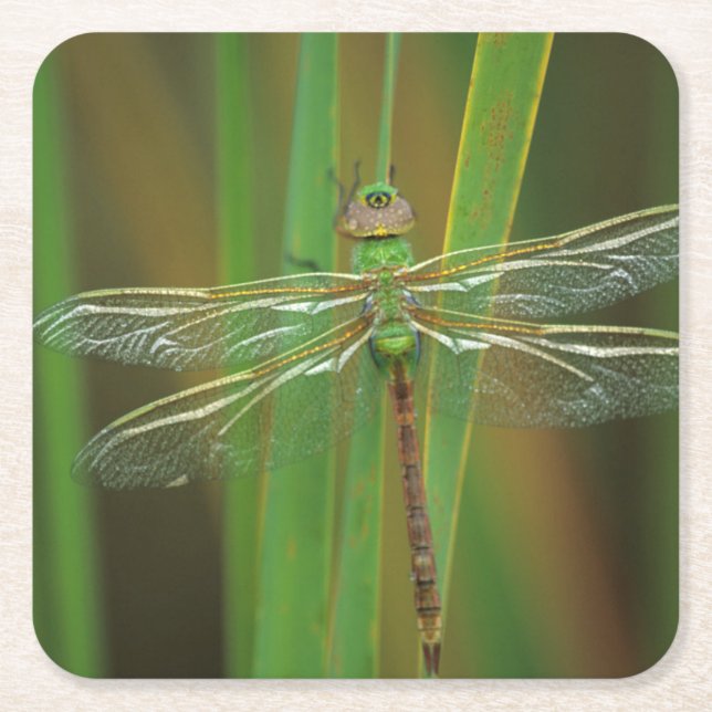 USA, Georgia. Green darner draquelly Rechteckiger Pappuntersetzer (Vorderseite)
