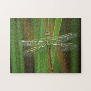 USA, Georgia. Grüne Darner Libelle auf Schilfrohr