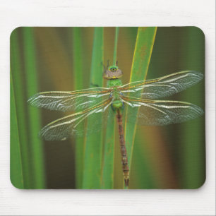 USA, Georgia. Grüne Darner Libelle auf Schilfrohr Mousepad