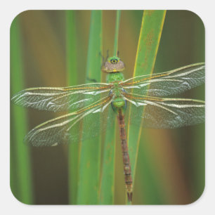 USA, Georgia. Grüne Darner Libelle auf Schilfrohr Quadratischer Aufkleber