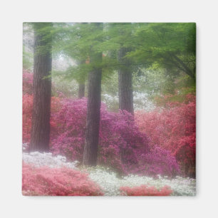 USA; Georgia; Pine Mountain. Azaleen bei Magnet