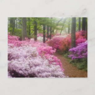 USA; Georgia; Pine Mountain. Azaleen bei Postkarte