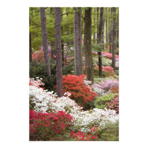 USA, Georgia, Pine Mountain. Ein Wald aus Fotodruck